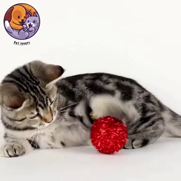 Pet lovers cat playing #cute #petlovers #petshorts #youtubeshorts #cat #catoftheday #catplaying