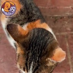 Pet lovers cute pie#cute #petlovers #petshorts #youtubeshorts #cat #catoftheday #catplaying#petcare