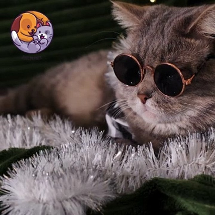 Pet lovers  #cute #petlovers #petshorts #youtubeshorts #cat #catoftheday #catplaying