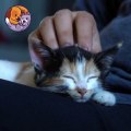 Loving cat |Pet lovers | #catlover #catvideos #youtube #cutepets #catshorts #youtubeshorts