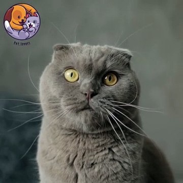 Pet lovers cat eyes#cute #petlovers #petshorts #shorts #youtubeshorts #cat #catoftheday #cateyes