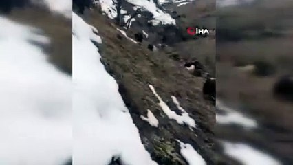 Bu yılanlar deprem habercisi mi?