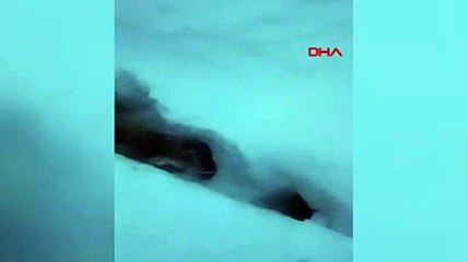 Ardahan'da çığ felaketi! 11 kişi kurtulurken 17 büyükbaş hayvan telef oldu