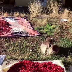 Teröristlerin katlettiği Dilfiraz Karataş'ın bağlama çalıp kedi sevdiği anlar ortaya çıktı