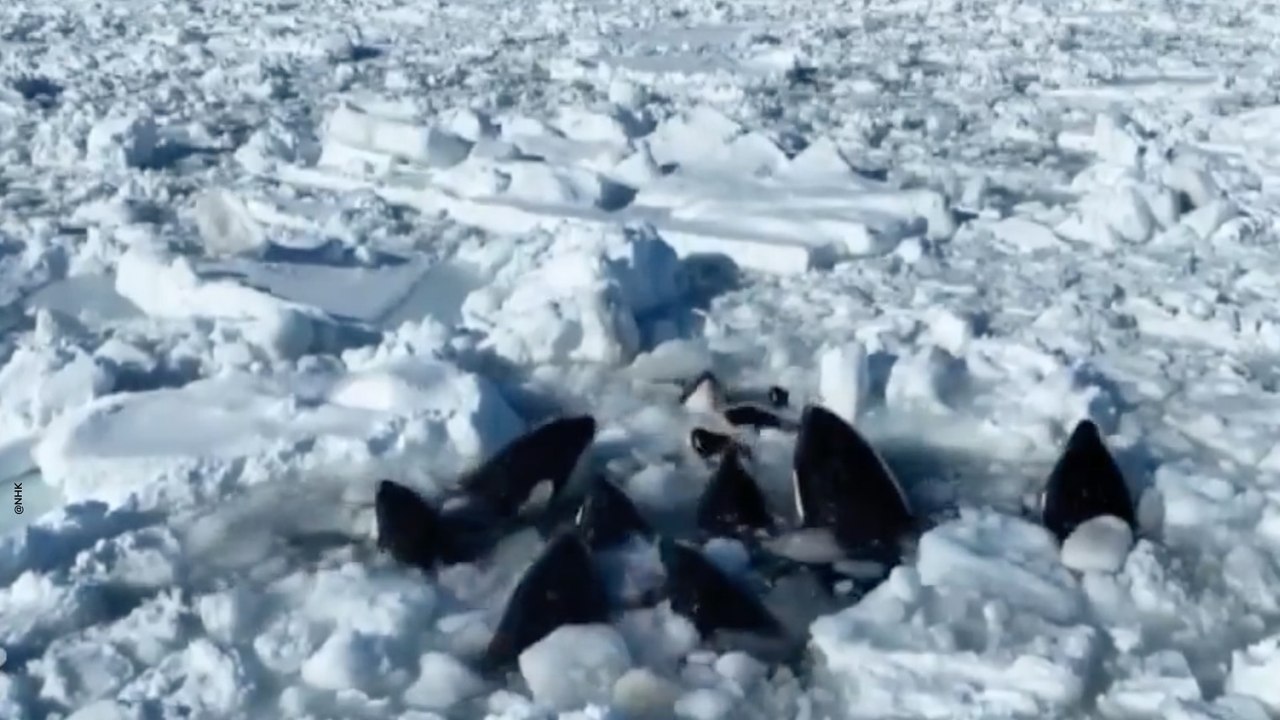 Orcas atrapadas en Japón