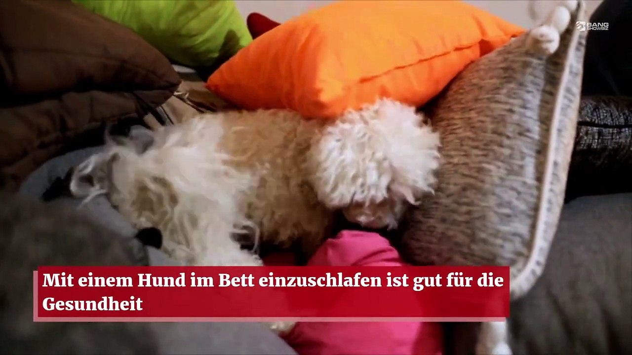 Mit einem Hund im Bett einzuschlafen ist gut für die Gesundheit