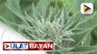 TWG report ukol sa panukalang nagtutulak na gawing legal ang medical cannabis sa bansa, lusot sa Committee Level