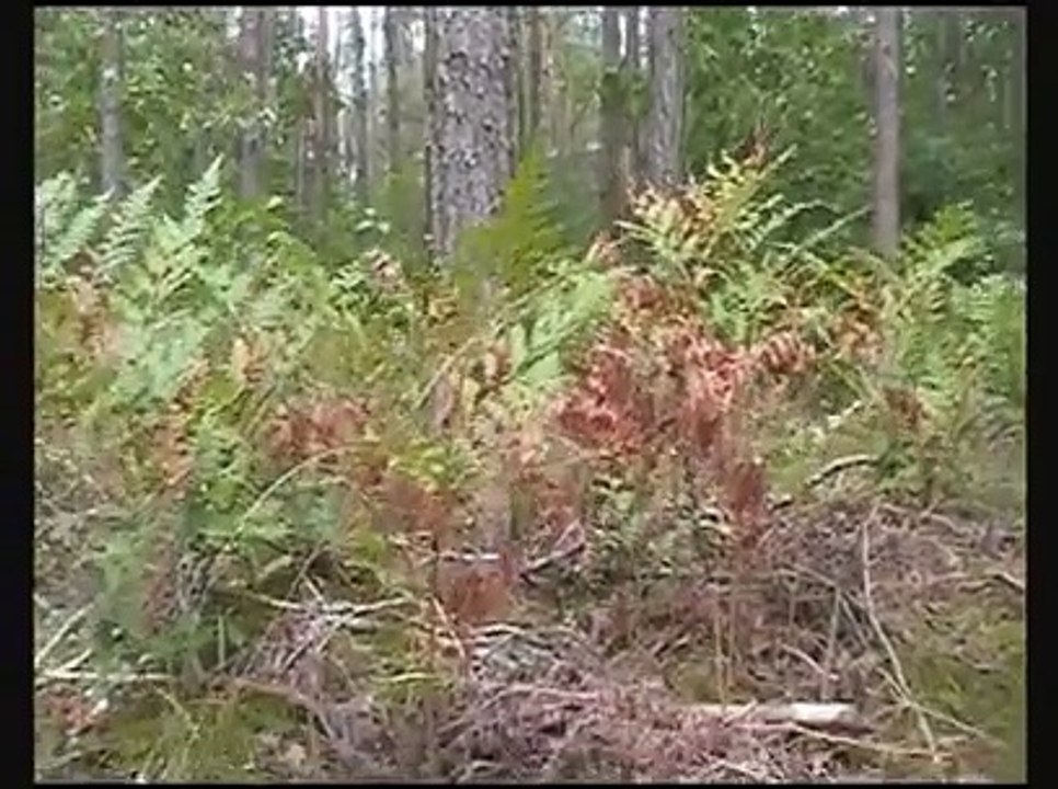 GOTARD - The cross on the horizon