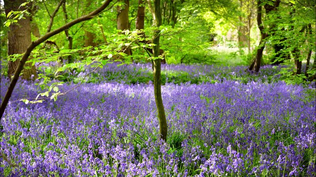 Arlington Bluebell Walk in Sussex