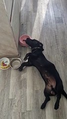 Tired Dog Lies Down to Drink Water