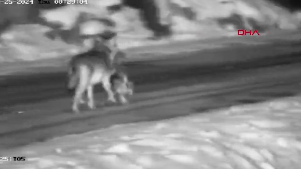 Yerleşim yerine inen kurt, sokak köpeğini parçladı