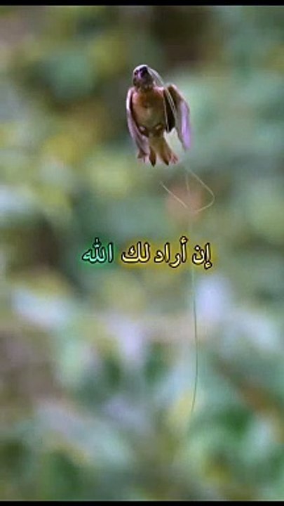 إن أراد لك الله أن يرسل لك الرزق(MP4)