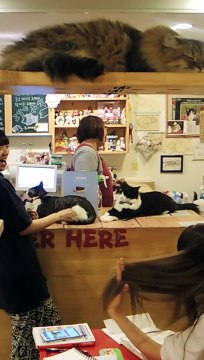 Un bar à moutons à Séoul ?