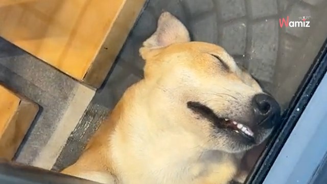 Elle fait du shopping : un coup d'œil dans la vitrine d'une boutique la fait immédiatement fondre en larmes (vidéo)