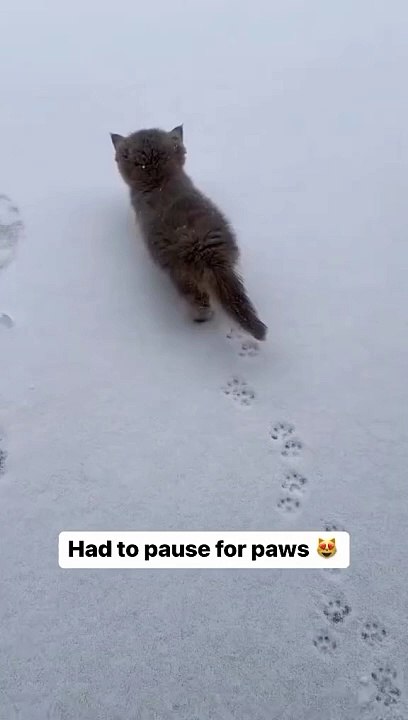 Kittens cute  snow ❄️