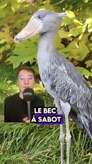 5 animaux que tu dois absolument connaître !