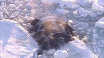 Japon : des orques piégées par la glace filmées en train de lutter pour leur survie