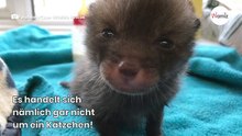 Mann rettet ein Kätzchen, doch im Tierheim schlagen alle die Hände über dem Kopf zusammen