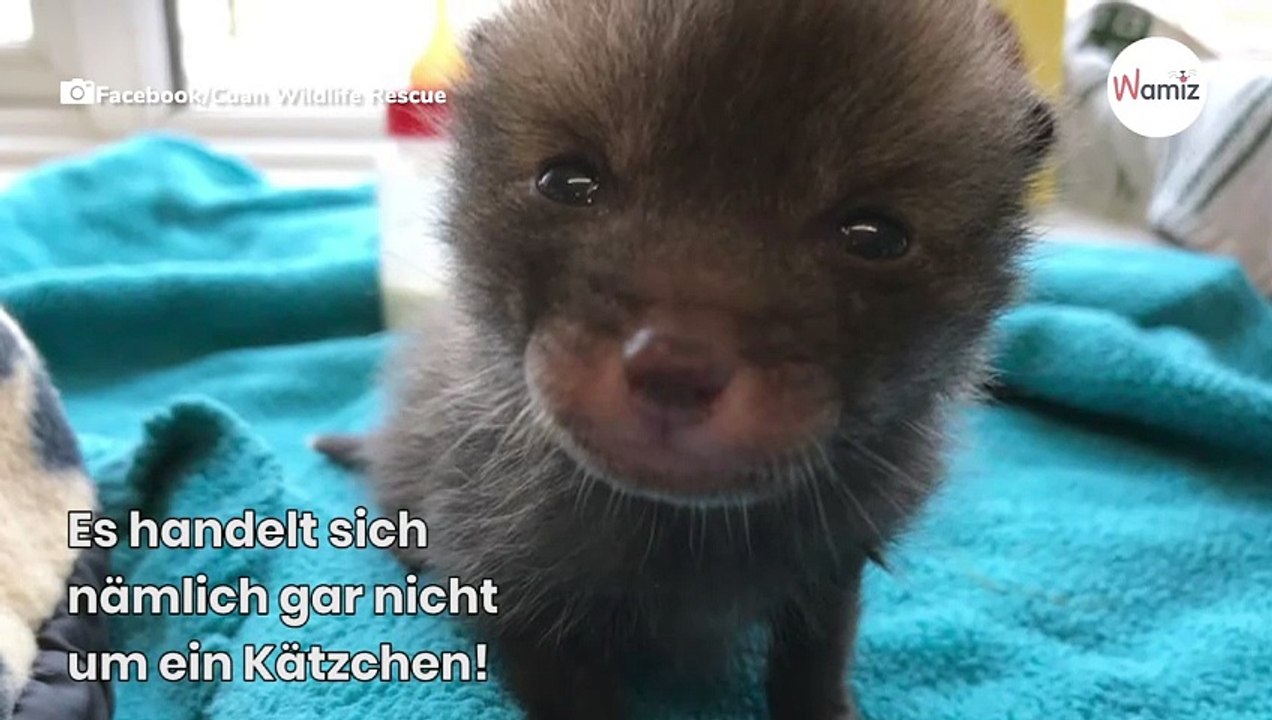 Mann rettet ein Kätzchen, doch im Tierheim schlagen alle die Hände über dem Kopf zusammen