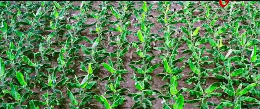 Raajadhani Files Theatrical Trailer | Akilan, Veena, Vinod, Vani | Manisharma | Bhanu | TeluguOne