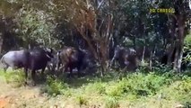 Angry Buffalo Attacks Crazy Leopard To Rescue Her Cubs Buffalo Vs Lion- Hyenas- Crocodile
