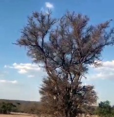 Leopard Catches Monkey Mid-air