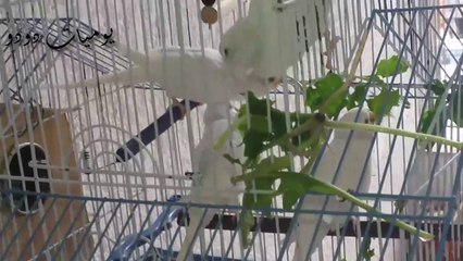 فوائد الجرجير المذهلة لطيور البادجي 