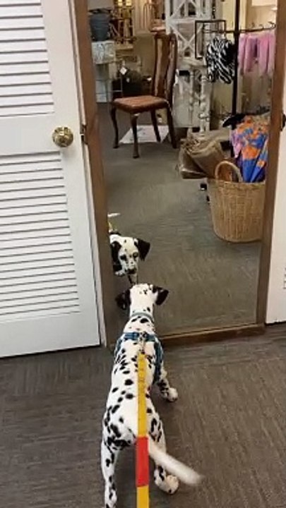 Dalmatian Puppy Discovers Mirror