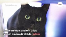 Frau will Katze adoptieren: Als sie ihr Maul sieht, rennt sie schreiend aus dem Tierheim!