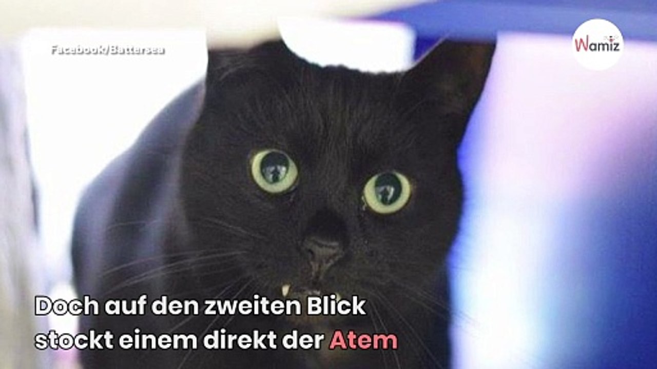 Frau will Katze adoptieren: Als sie ihr Maul sieht, rennt sie schreiend aus dem Tierheim!