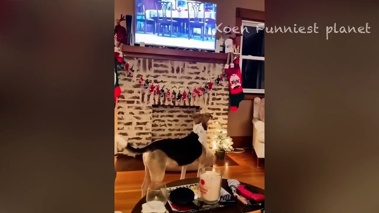 Funny Cats Videos 2023  Best Funniest Animal Videos