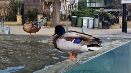 Relax with 5 Minutes of Barker's Pool Ducks in Sheffield City Centre 🦆