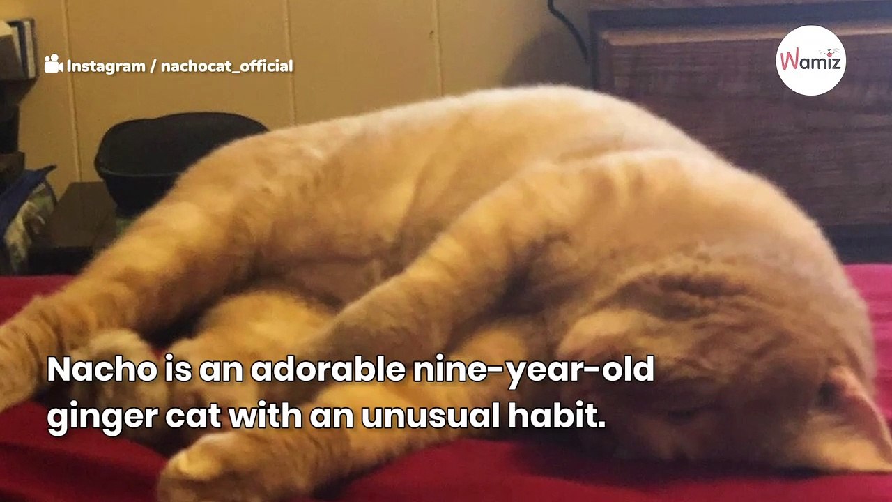 Why do cats fake chew? Vet's explanation leaves owner stunned video Dailymotion