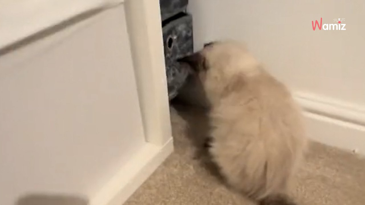 Realising their kitten was missing something, couple gave him the best surprise