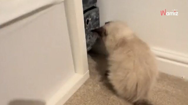 Realising their kitten was missing something, couple gave him the best surprise