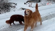 Ostatnie chwile szczęścia. Golden retriever cieszy się zimą nie wiedząc, co go czeka... (video)