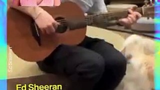 Ed Sheeran faz serenata para gatos