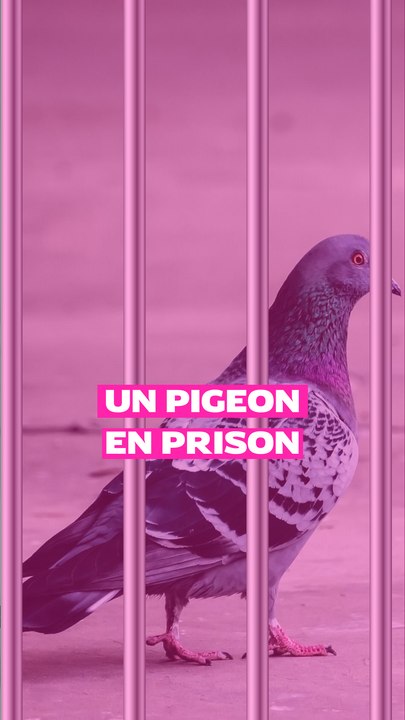 Un pigeon en prison - Vidéo Dailymotion
