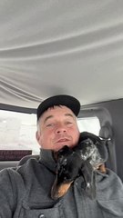 Chilly Dachshund Tries To Snuggle Inside Coat