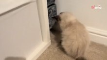 Compran un gatito y se dan cuenta de que falta algo: ¡Sorpresa!
