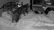 Cámara captura cómo reaccionan los seis gatos de una mujer cuando ella cae en un sueño profundo