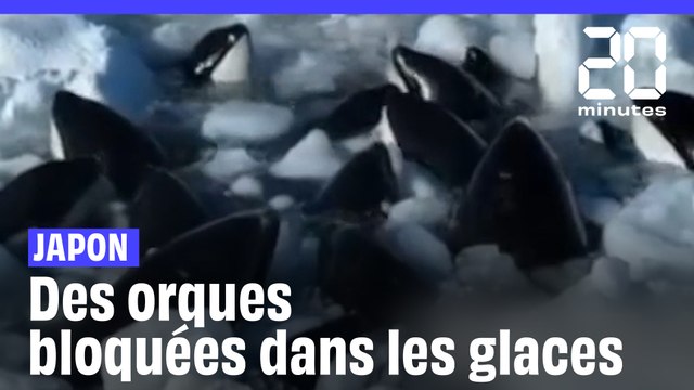 Japon : Des orques coincées dans les glaces tentent de survivre