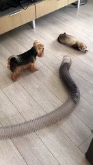 Yorkie and Ferrets Play Tag