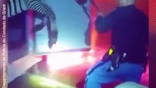 Zebras e camelos são resgatados de caminhão em chamas