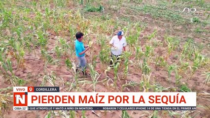 Pierden maiz por sequia