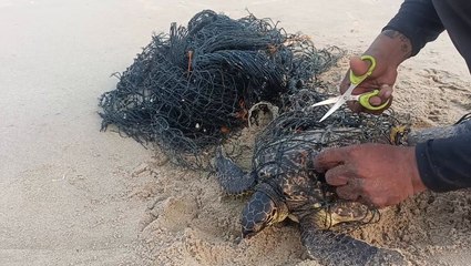 Beached turtle tangled in discarded net released by rescuers