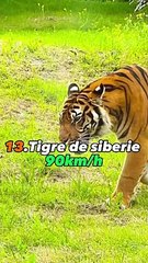 Top 20 des animaux les plus rapides du monde