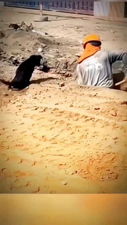 Funny Dog