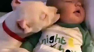 The Heartwarming Bond Between Dog and Child