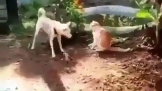 Dog Vs Cat